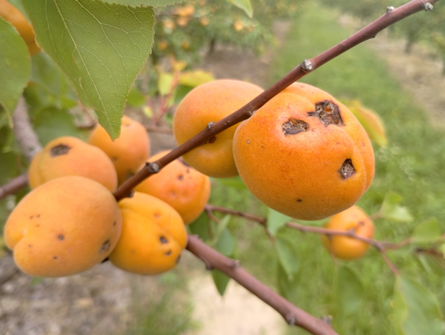 Polish industrial apricots