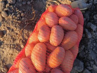 Selling 16 tons of Carrera potatoes. Mârșani, Dolj County.
