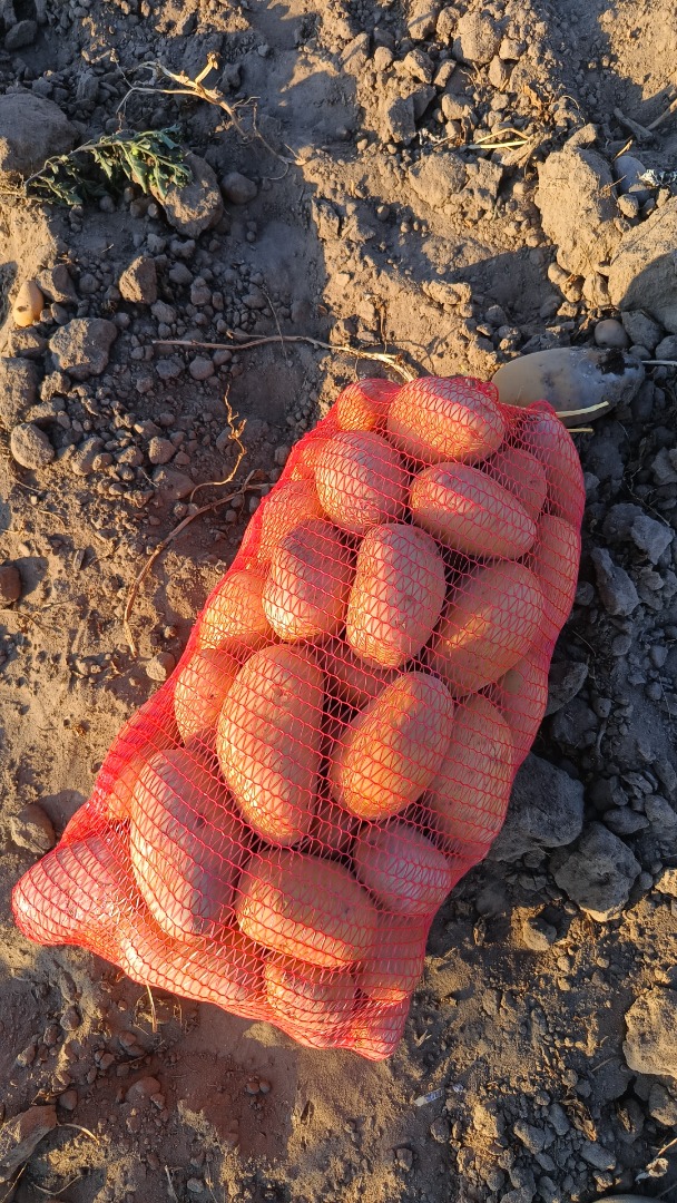Selling 16 tons of Carrera potatoes