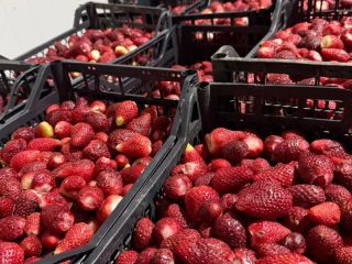 we have avilably 60 ton strawberry for sale, contakt