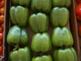 California peppers from Morocco