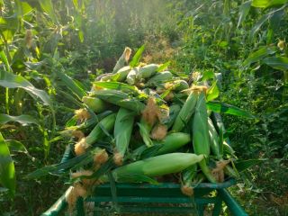 Super Sweet Corn from Sicily - Fresh and Natural