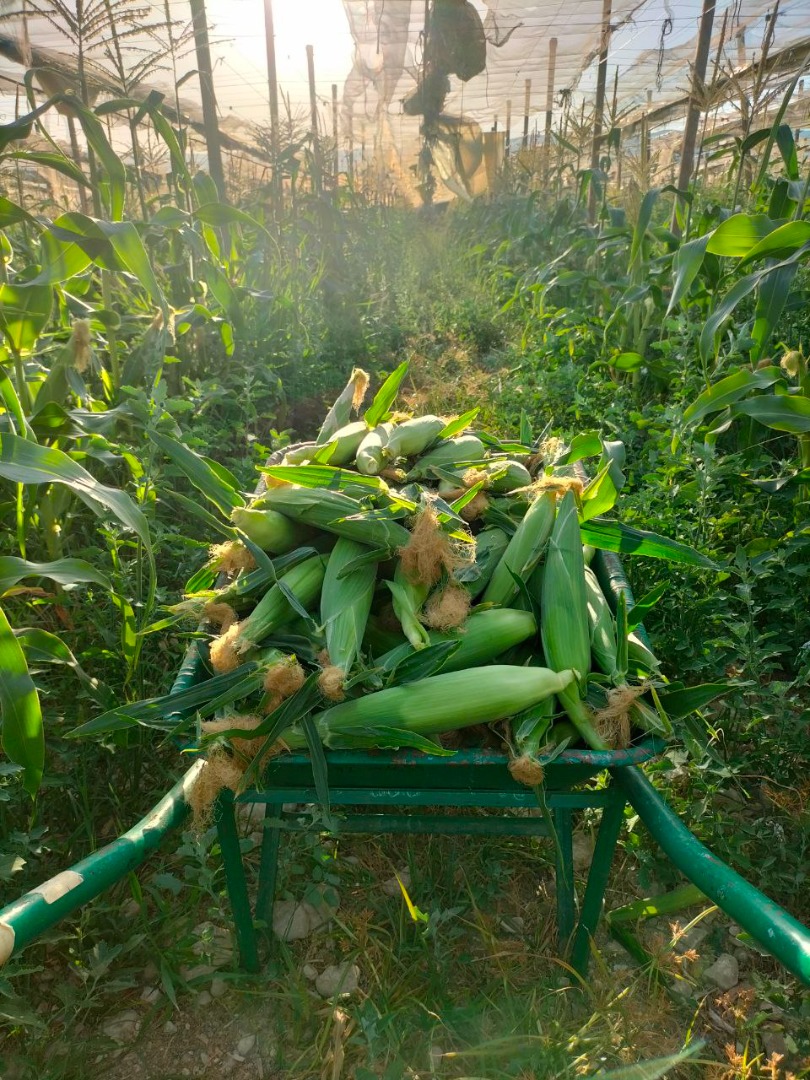 Super Sweet Corn from Sicily - Fresh and Natural Product Description: We are pleased to offer you our super sweet corn, grown with love and care in the fertile