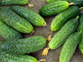 Field grown gherkins, various sizes from 3cm to 10cm,