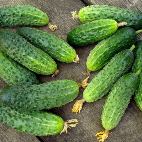 Field grown gherkins, various sizes from 3cm to 10cm, packed according to buyer's requirements