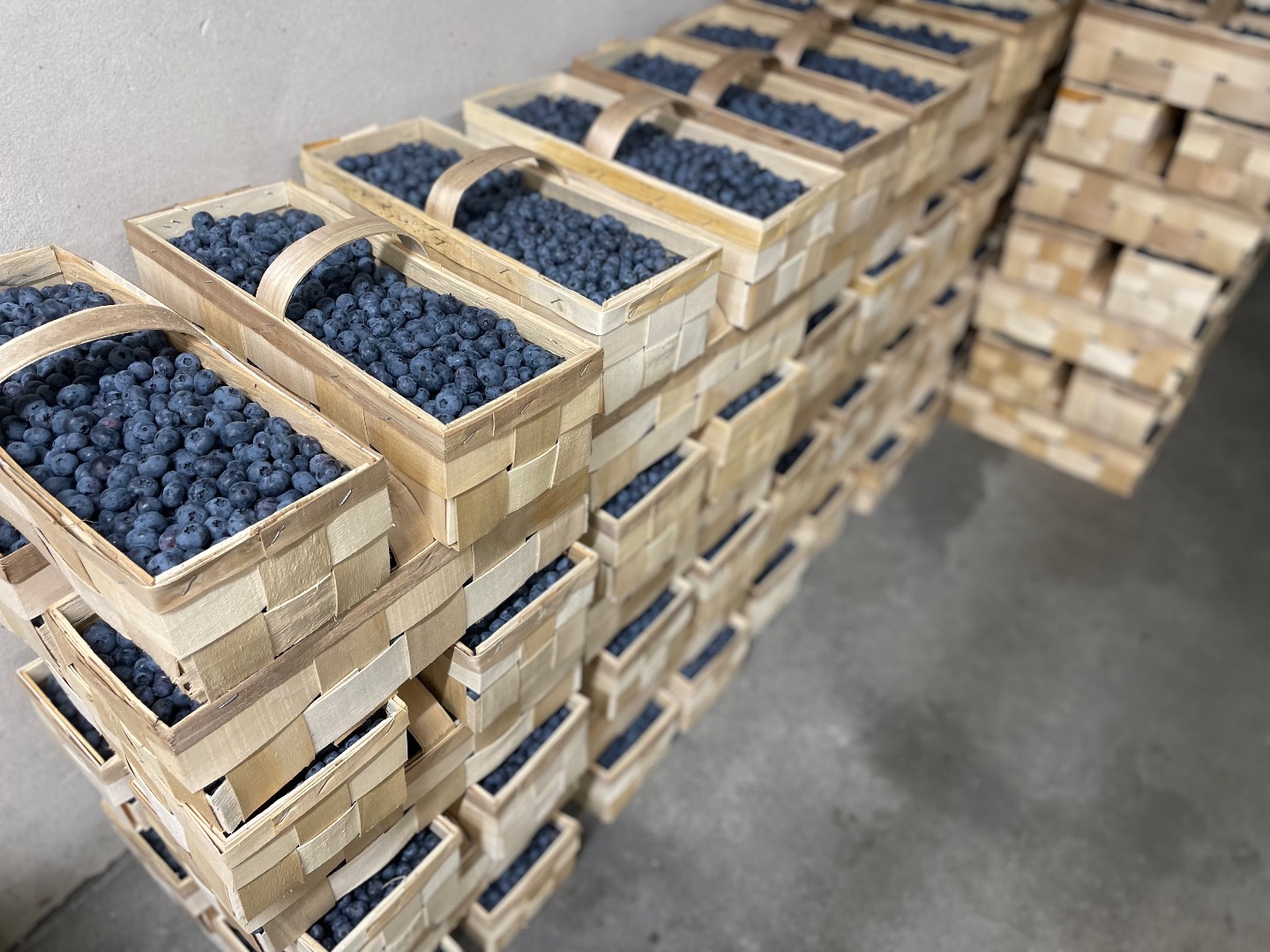 Blueberry packed 3 kg in wooden boxes