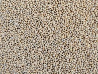 Good morning, Semtorg company has white mustard 22 t