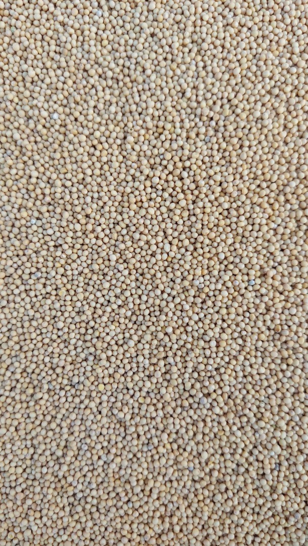 Good morning, Semtorg company has white mustard 22 t for sale