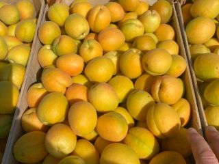 SRL "DALEXGRUP COM" sells fresh apricots, pineapple and kyoto