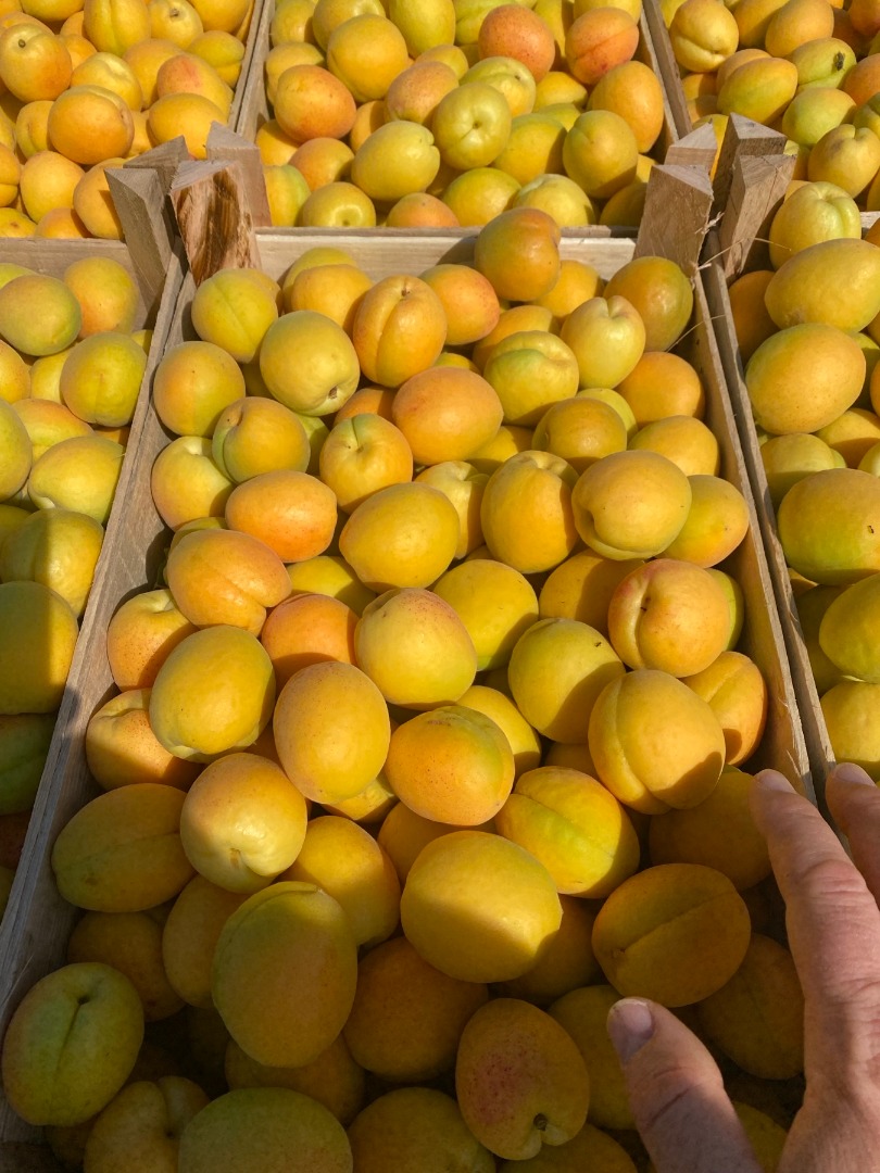 SRL "DALEXGRUP COM" sells fresh apricots, pineapple and kyoto varieties
