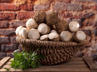 We want to buy european fresh and helthy horseradish