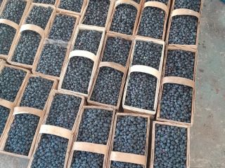 Hello, I have for sale Duke and Earlyblue blueberries.