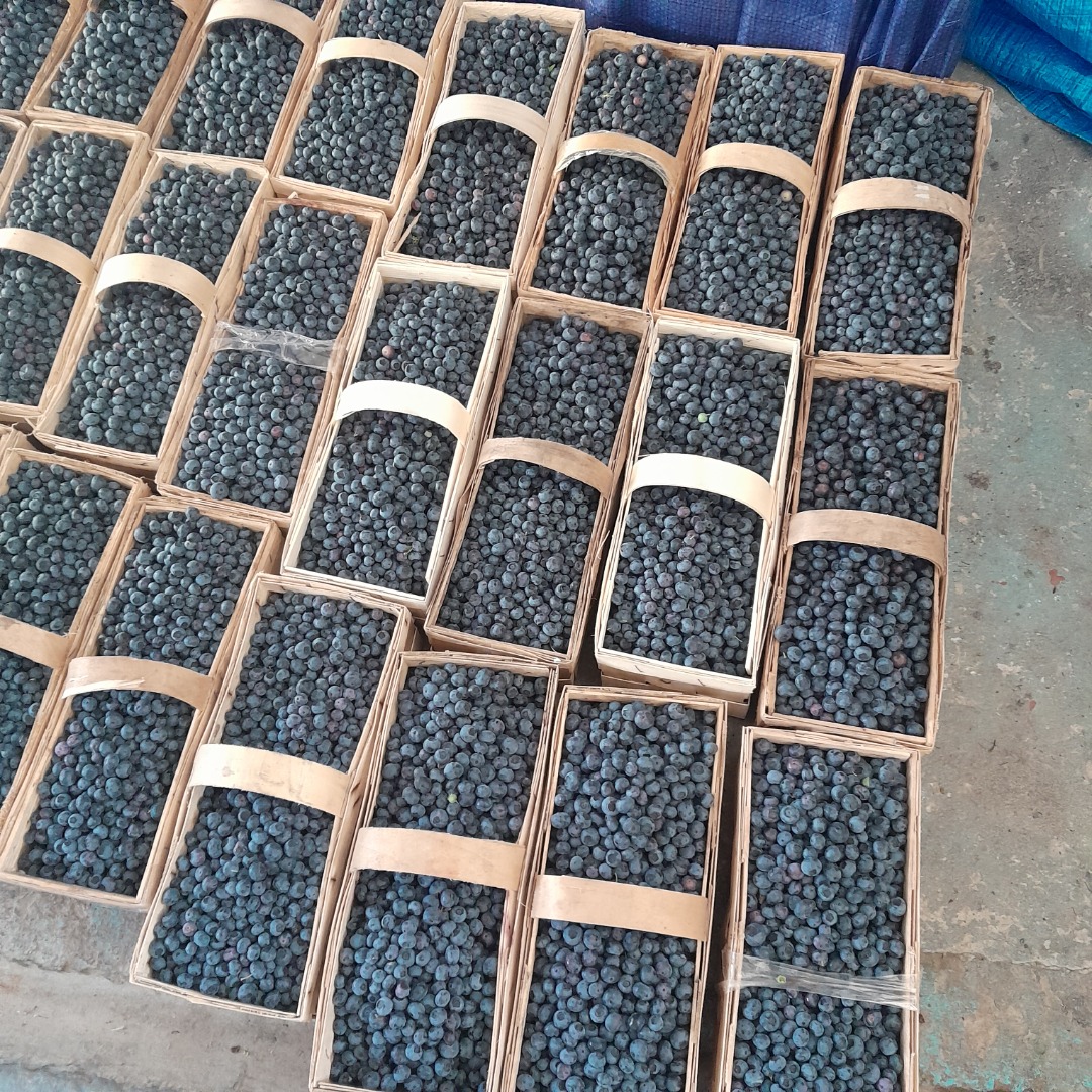 Hello, I have for sale Duke and Earlyblue blueberries