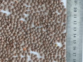 I will sell edible lentils - red, unshelled. Deliveries