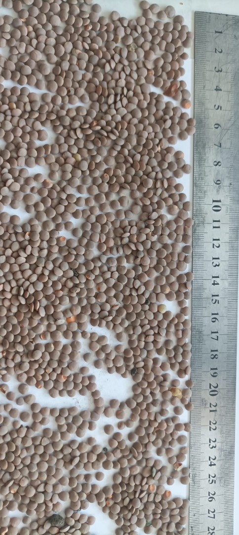 I will sell edible lentils - red, unshelled