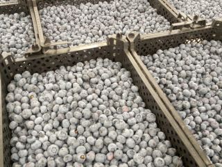Hello, I have blueberries in large quantities, 20 tons