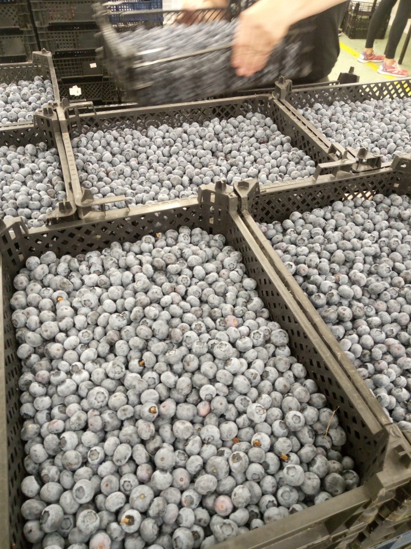 Hello, I have blueberries in large quantities, 20 tons per day