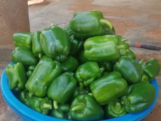 We are selling fresh green pepper. If interested, kindly
