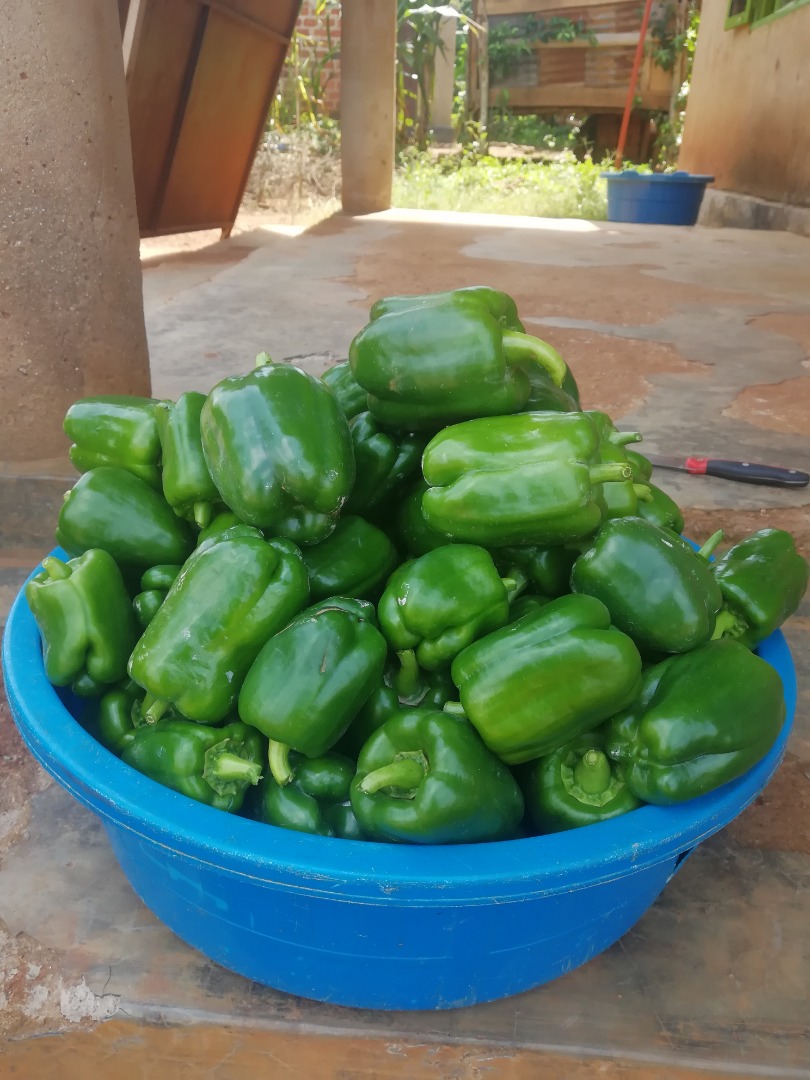 We are selling fresh green pepper