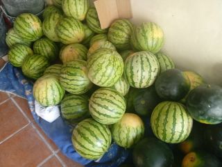 Watermelon harvest is sold by the kg or pieces.
