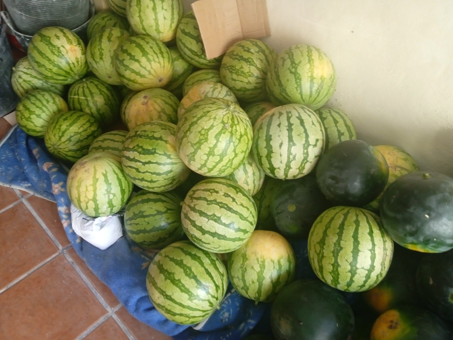 Watermelon harvest is sold by the kg or pieces