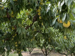 Peaches directly from Greece (near Mount Olympus) for sale