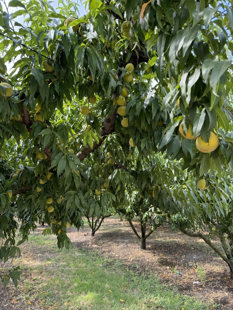 Peaches directly from Greece (near Mount Olympus) for sale without intermediaries
