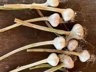 I sell Romanian garlic, own production. I guarantee the