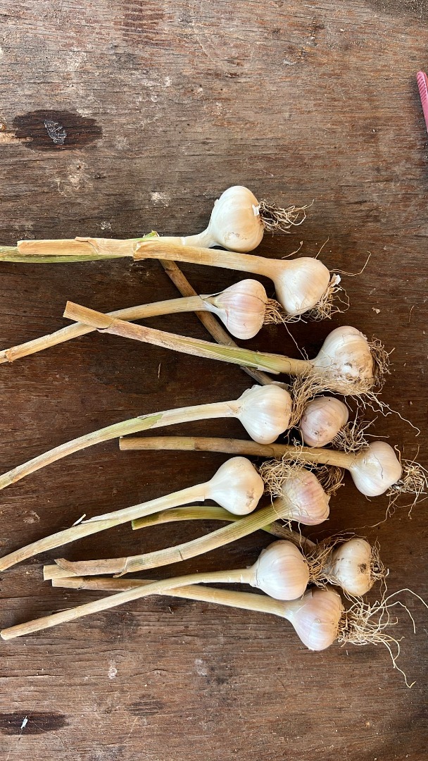 I sell Romanian garlic, own production