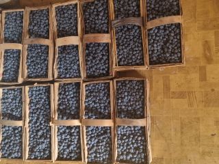 I will sell blueberries from my own small plantation.