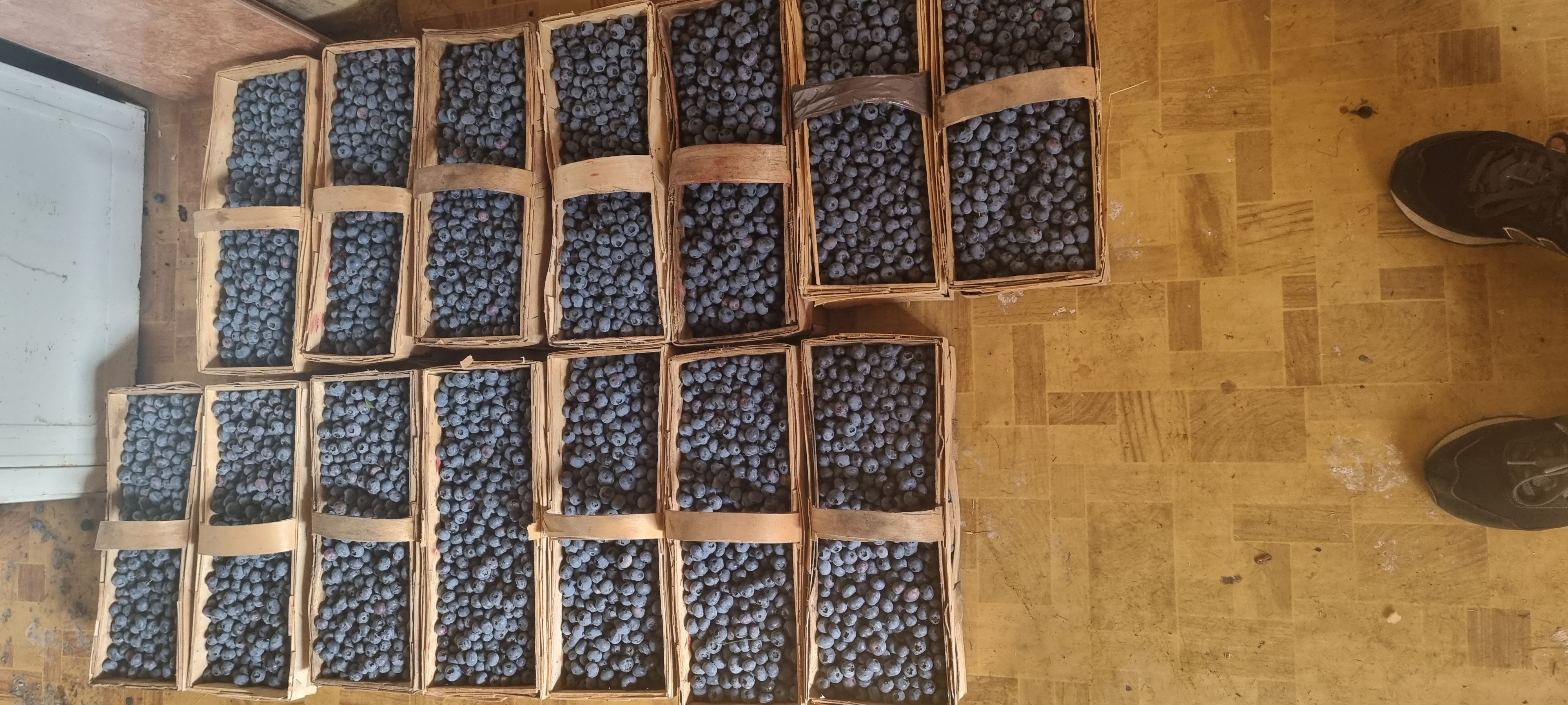 I will sell blueberries from my own small plantation