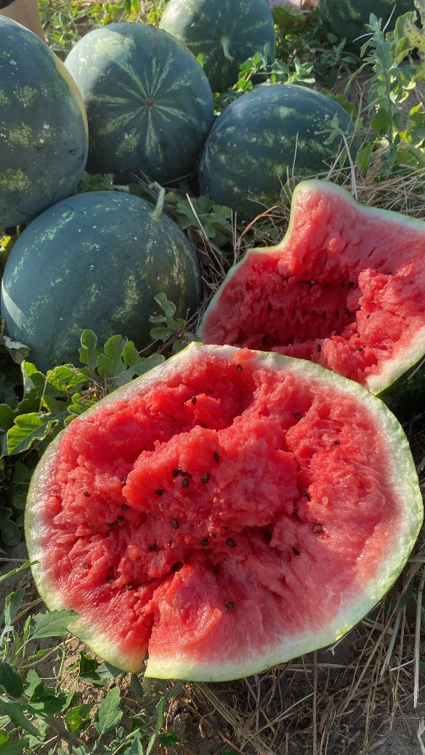 Hello, my name is Andrei and I sell large quantities of watermelons - Mirsini - Lusitana -Karistan ..