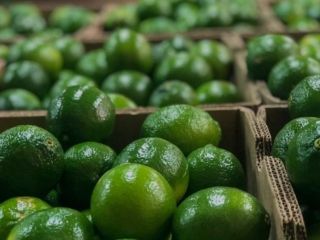 Hello and welcome. I offer fresh Colombian limes caliber