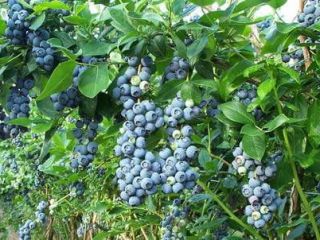 Wholesale and retail sale of blueberries. Please contact me: