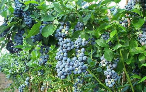 Wholesale and retail sale of blueberries