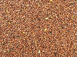 Oil radish seed purity 99% germination min. 85% Each