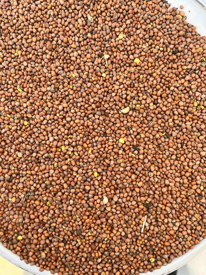 Oil radish seed purity 99% germination min