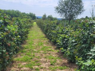 Blackberries available after July 15th