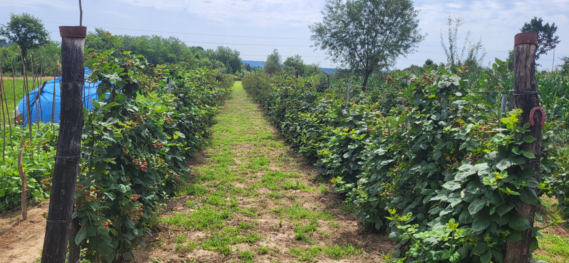 Blackberries available after July 15th