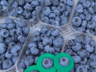 We specialize in producing and supplying fresh, top-grade blueberries