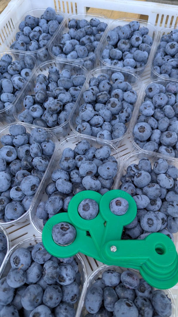 We specialize in producing and supplying fresh, top-grade blueberries in bulk quantities, perfect for restaurants, bakeries, supermarkets, and other businesses