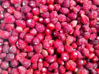 Frozen wild strawberries for sale. Country of origin: Poland.