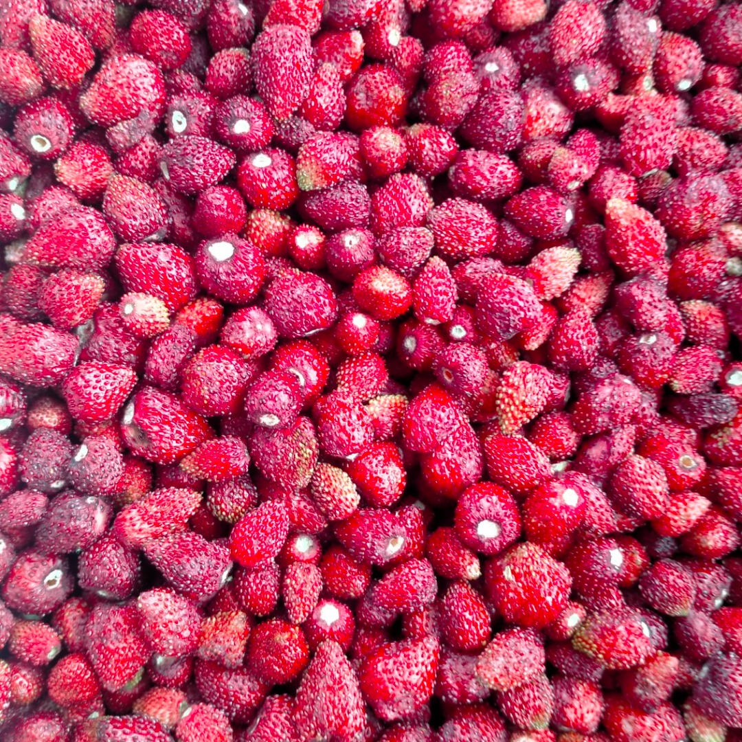 Frozen wild strawberries for sale