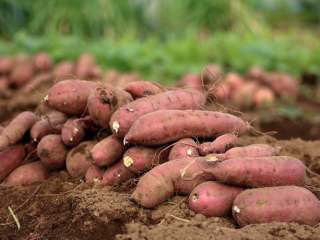 We can get you the best sweet potatoes in