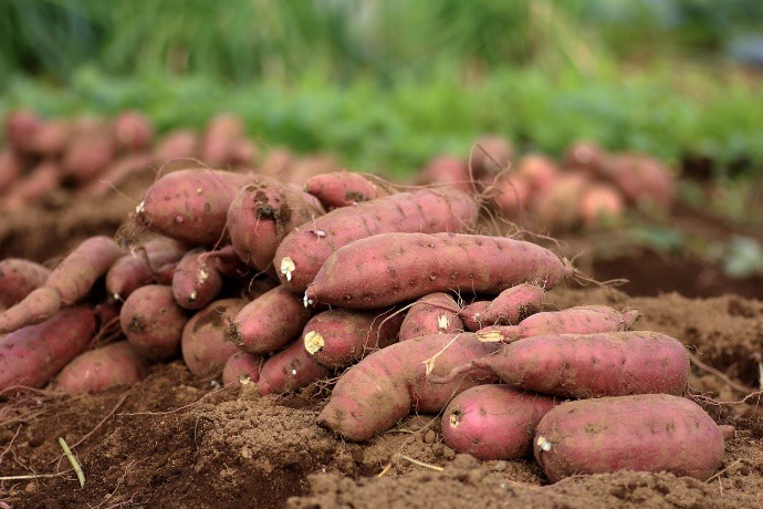 We can get you the best sweet potatoes in any quantity you want starting 300kgs and above