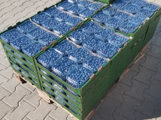 A nice, firm blueberry, freshly picked