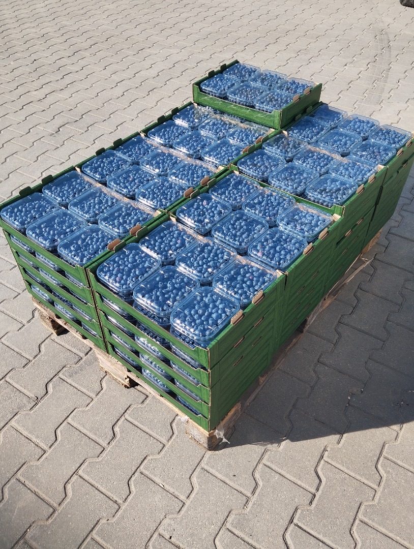 A nice, firm blueberry, freshly picked