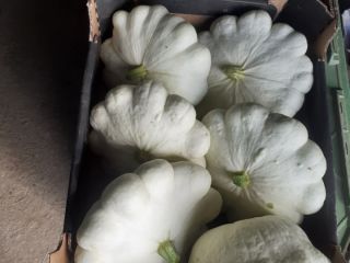 I have a white squash for sale