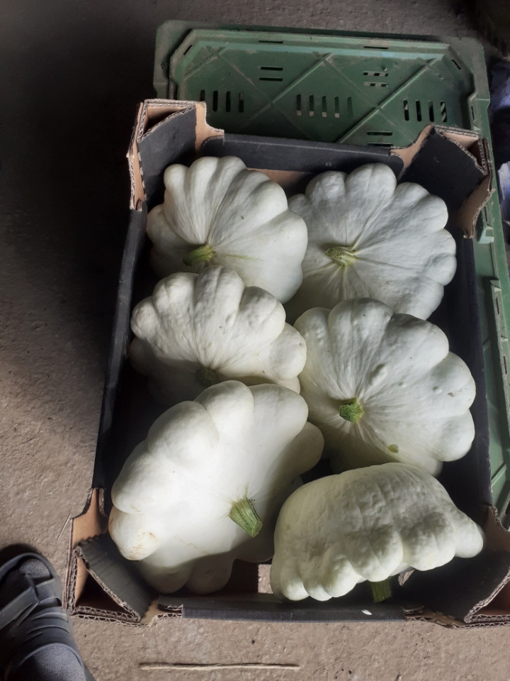 I have a white squash for sale