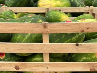 Watermelons of Spanish origin. Exported throughout Europe
